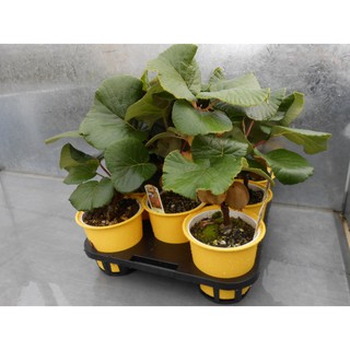 Hạt giống quả KIWI - 30 hạt