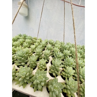 Sen đá chuỗi đứng trắng tinh khôi size vỉ