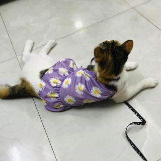 Áo hoa cúc trending