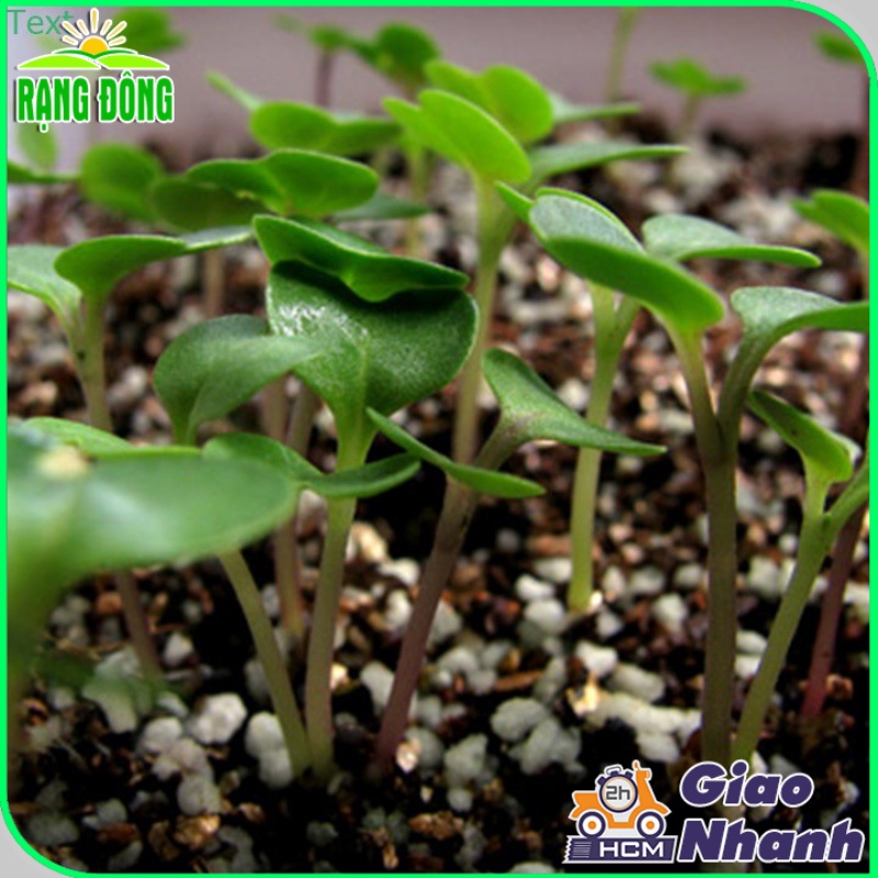 Đá Perlite (Đá Trân Châu) giá thể giúp đất tơi xốp tự nhiên, rễ cây phát triển tối ưu (gói 5 dm3) - Hạt giống Rạng Đông