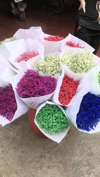 Hoa sao khô