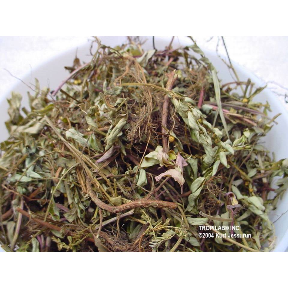 Diệp hạ châu / chó đẻ 500g