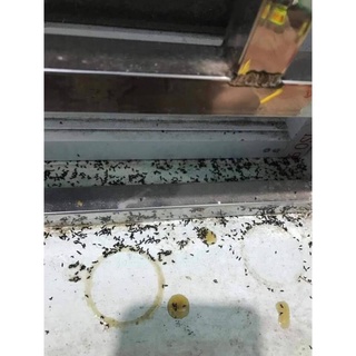 Lọ thuốc diệt dán, kiến sinh học