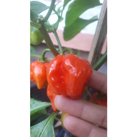 10 HẠT GIỐNG ỚT HABANERO RED1