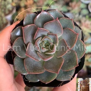 Sen Đá Hồng Nâu 🎂🎂🎂 Size Bầu