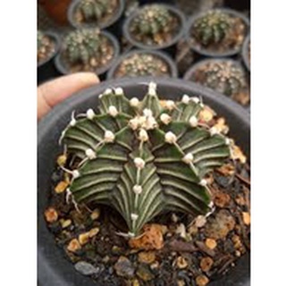 Xương rồng Gymno các loại