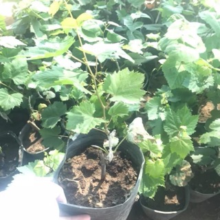 Cây giống nho ghép