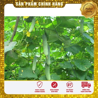Bộ gói hạt giống Dưa chuột nếp ta