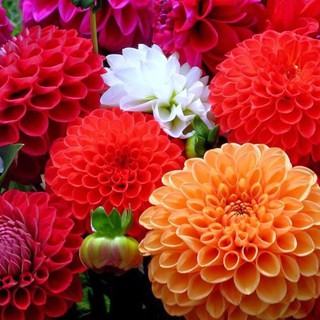 Gói 50 Hạt giống hoa cúc thược dược nhiều màu