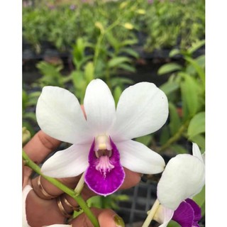 (1 chậu) Hoa lan dendro trắng tím - hàng lá