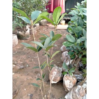 CÂY GIỐNG MỘC HƯƠNG