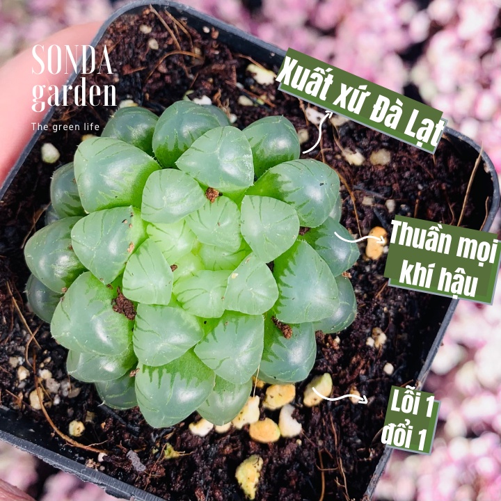 Sen đá kim cương haworthia cooperi SONDA GARDEN size bé 5-7cm, xuất xứ Đà Lạt, khoẻ đẹp, lỗi 1 đổi 1