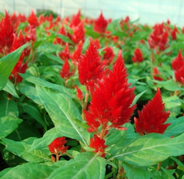 HẠT GIỐNG HOA MÀO GÀ LỬA ( CELOSIA PLUMOSA )
