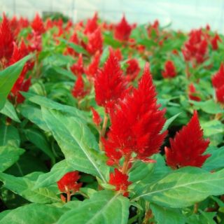 HẠT GIỐNG HOA MÀO GÀ LỬA ( CELOSIA PLUMOSA )