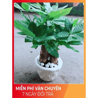 Chậu kim ngân 3 thân lớn