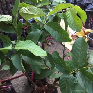 Cây giống ổi nữ hoàng