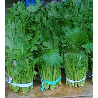Hạt giống rau cải mèo - Gói 20gram
