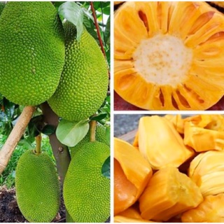 ( SP HOT) Cây Giống Mít Thái Siêu Sớm