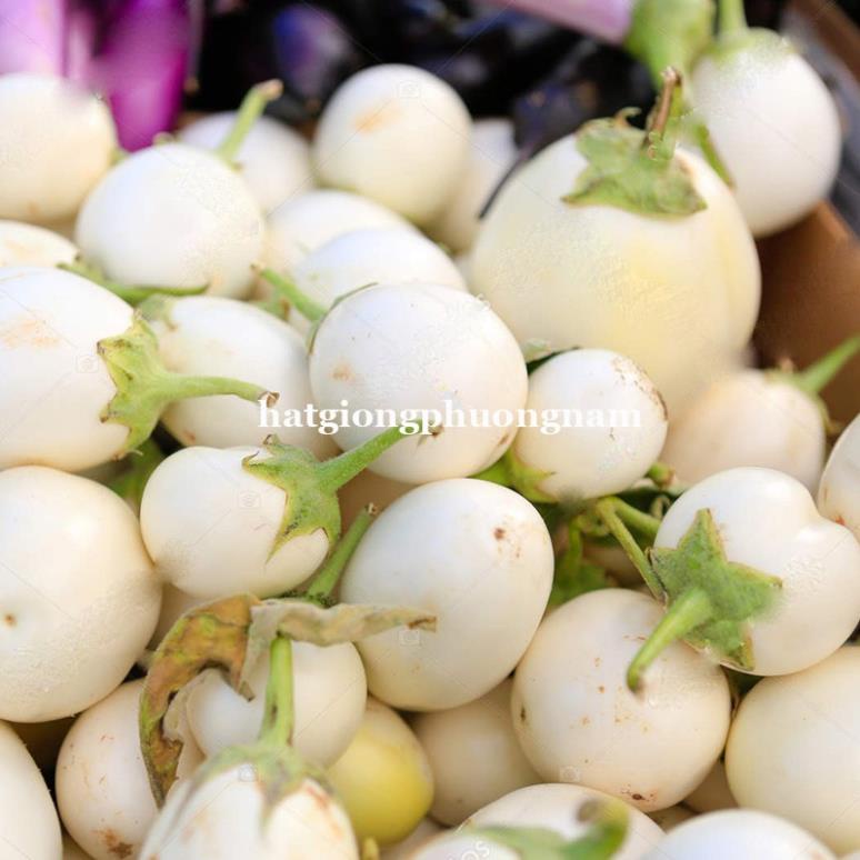 1GR - HẠT GIỐNG CÀ PHÁO TRẮNG