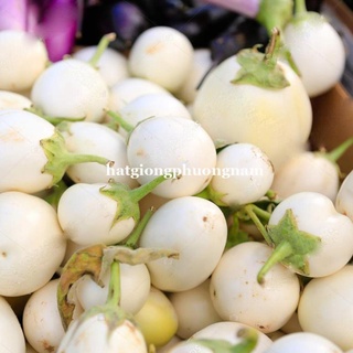 1gr - hạt giống cà pháo trắng