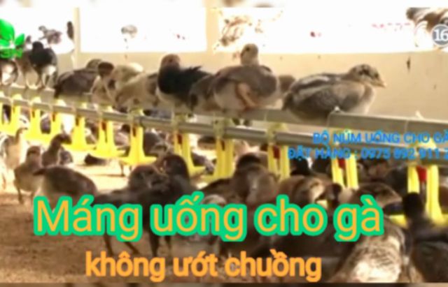 Máng uống tự động cho gà vịt dạng núm