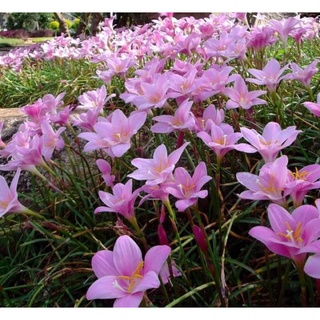 Củ hoa huệ mưa (tóc tiên) Grandiflora ngoại nhập màu hồng