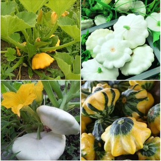 Hạt giống bi đĩa bay mix màu - 10 hạt (TẶNG gói kích thích hạt nảy mầm)