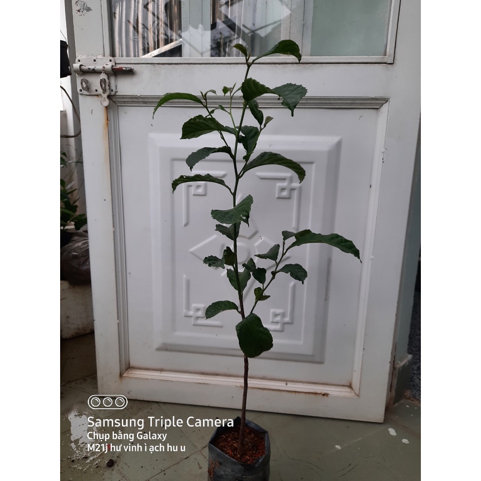 Cây chay giống cao 70cm, lựa chọn cây