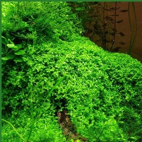 TRÂN CHÂU NGỌC TRAI - CÂY THỦY SINH TRẢI NỀN