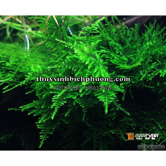 RÊU MINI SPIKY 1 TẤC 10.10cm | CỘT LŨA DÁN ĐÁ TRẢI NỀN ĐA DẠNG KIỂU CHƠI CHO HỒ THUỶ SINH