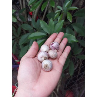 1kg tỏi cô đơn ta