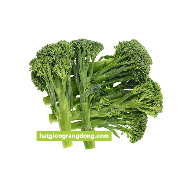 Hạt giống Súp Lơ Baby chịu nhiệt, thu hoạch sau 50-60 ngày - 0.1g