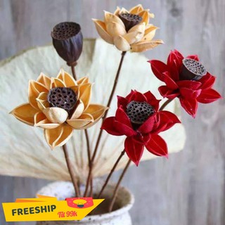 Hoa sen khô trang trí nội thất