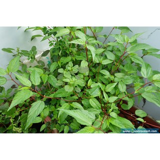 Gói 20g hạt giống rau đay đỏ