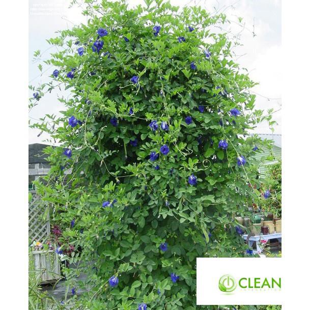 20 Hạt giống Hoa Đậu Biếc