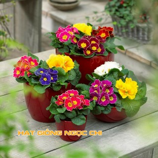 Hạt Giống Hoa Báo Xuân - 50 Hạt