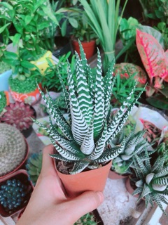 Chậu Móng Rồng