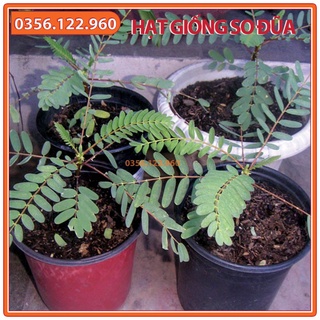 Hạt giống cây so đũa - gói 50 gam