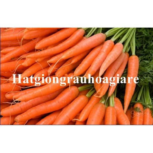 Hạt giống Củ cà rốt mini  tặng kích mầm
