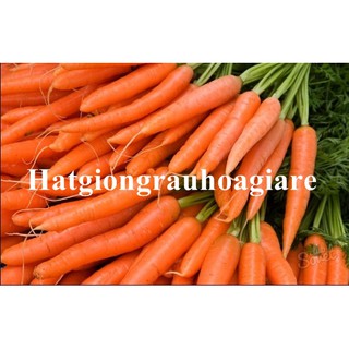 Hạt giống Củ cà rốt mini  tặng kích mầm