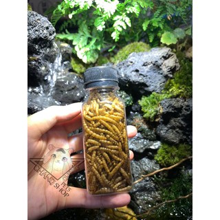 [Chai10k] Sâu trung thơm béo dành cho hamster