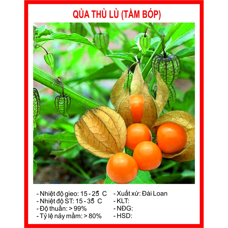Hạt giống Thù Lù, Tầm Bóp 30 Hạt