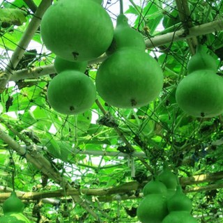 Hạt giống bầu hồ lô F1