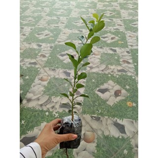 Cây chúc giống An Giang