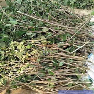 Cây An Xoa(cây thuốc nam)
