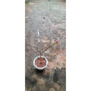Củ oxalis iron cross
