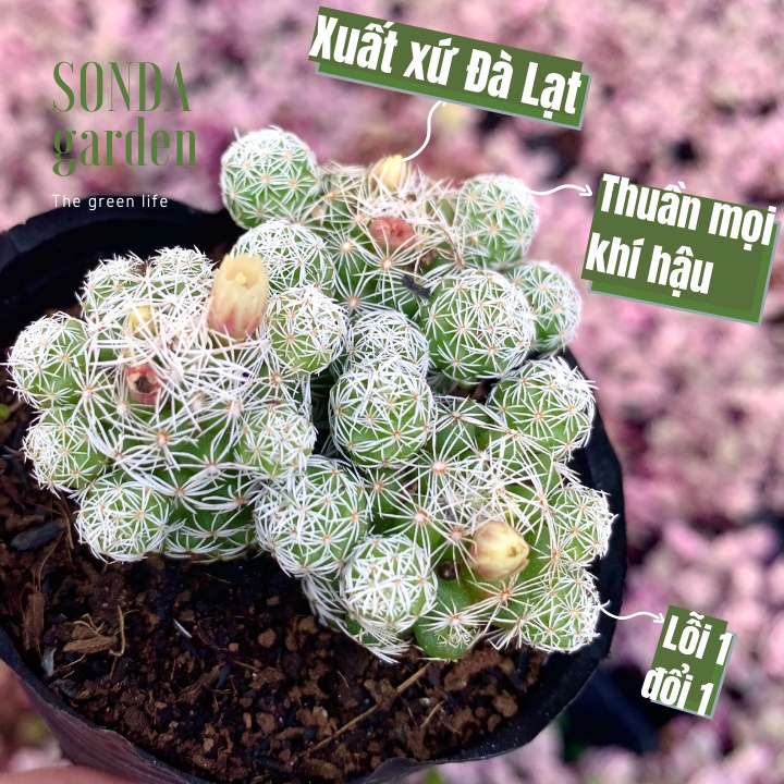 Xương rồng trứng chim SONDA GARDEN size bé 5-7cm, xuất xứ Đà Lạt, khoẻ đẹp, lỗi 1 đổi 1