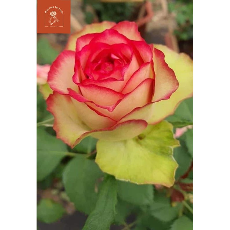 Cây hoa hồng Color Shell SIÊU PHẨMlà giống hồng bụi, cây phát triển nhanh và khỏe, hoa to đẹp-HoaTuoiMeLinh