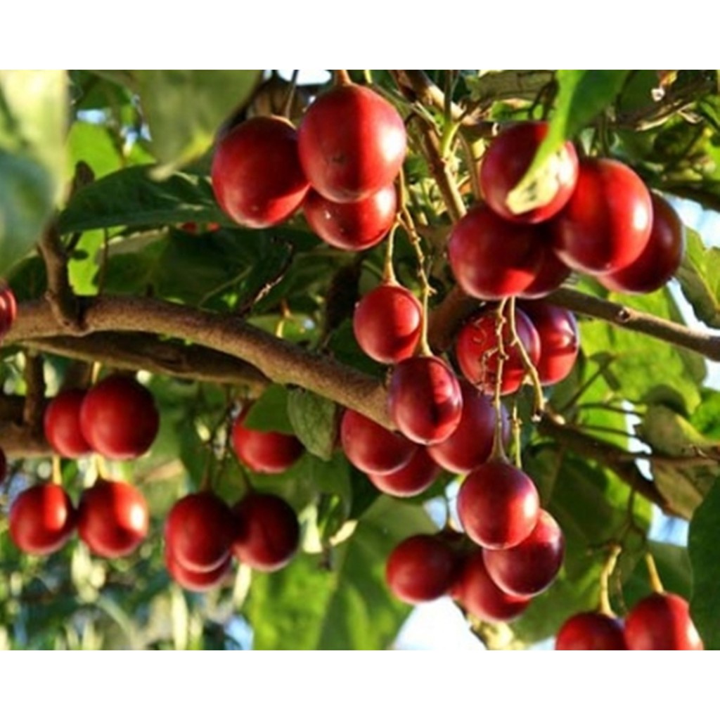 Hạt Giống Cà Chua Thân Gỗ Tamarillo Đỏ Nảy Mầm Cao (Cyphomandra betacea)