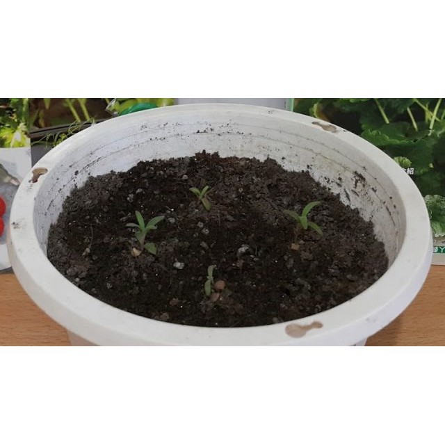 Hạt Giống Hương Thảo Rosemary (50 Hạt) - Dễ Trồng, Gia Vị Thơm, Đuổi Muỗi - MUA 3 TẶNG 1 CÙNG LOẠI